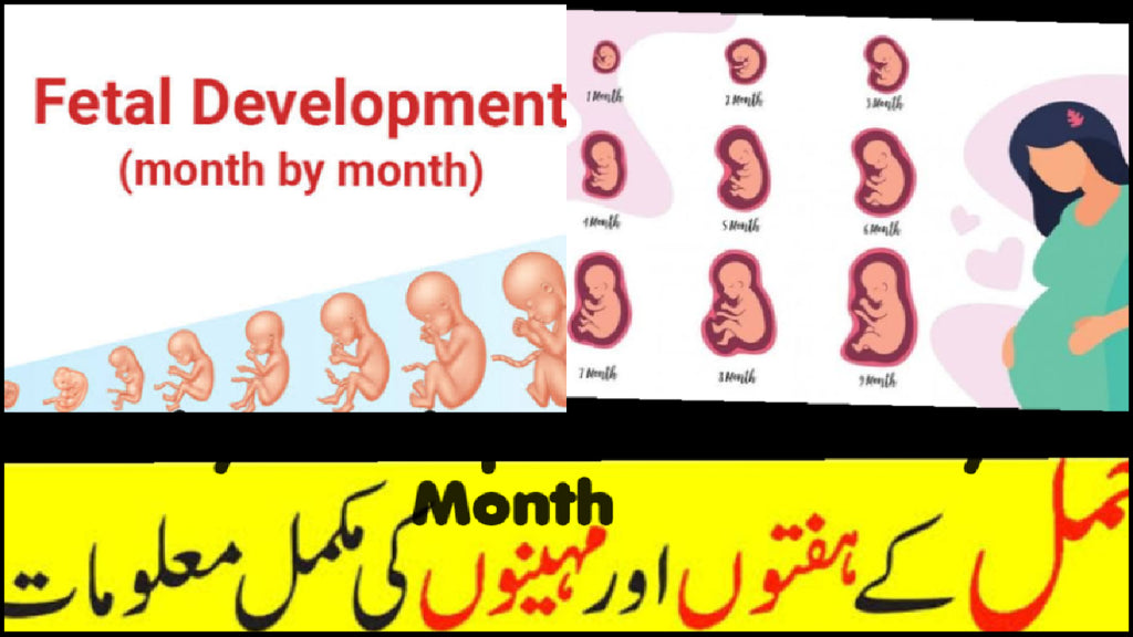 Baby’s Development Month by Month in Mother’s womb. Baby's Growth: Conception to Birth